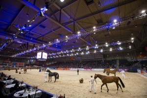 KWPN Hengstenkeuring 2015 © DigiShots